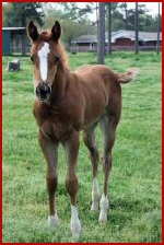 Dominates Image x Secret Diamonds filly 7wks.jpg